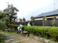 切り揃えた樫の木