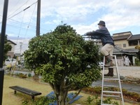 砂町防災公園の剪定