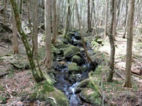 茶臼山自然園アテビ平