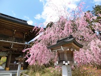 秋葉神社上社の枝垂桜