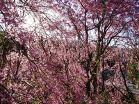 枝垂桜