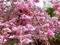 秋葉神社上社の枝垂桜