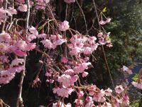 枝垂桜
