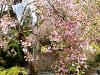 秋葉神社上社の枝垂桜