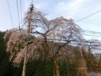 朝日を浴びる枝垂桜