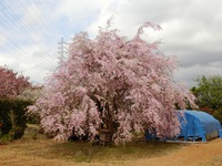 満開を迎えた実家の桜