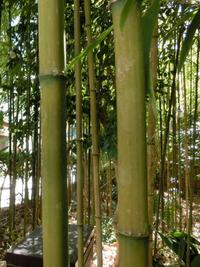 四方竹