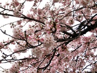 ご近所の桜