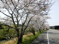 敷地川の桜並木