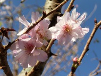 横須賀城址の四季桜