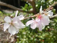 光明寺の四季桜