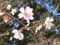 光明寺の四季桜