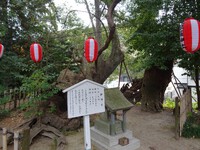 日本武尊ゆかりの草薙神社④―御神木