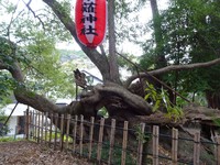 御神木