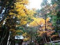 神門前の黄葉
