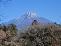 新春の初富士巡りドライブ④―富士山とジョウビタキ