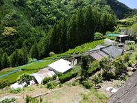 白倉の新緑と茶園