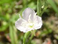 白花アカバナユウゲショウ