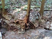 根を広げる杉