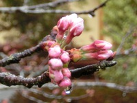 染井吉野