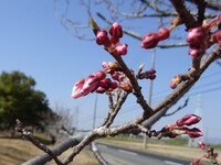 開花間近のソメイヨシノ