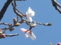 椎ヶ脇神社の桜