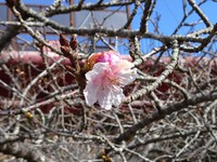 「夢のかけ橋」脇の河津桜