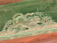 淡海國玉神社の寅（虎）