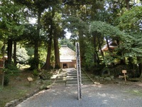 本興寺「開山杉」