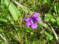 初夏の花を追って北遠グルリ⑬―スミレ、フモトスミレとタチツボスミレ