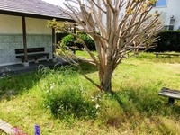 砂町防災公園の草刈り前
