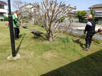 砂町防災公園の草刈り