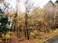 天竜スーパー林道の紅葉・黄葉