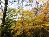 天竜スーパー林道の紅葉・黄葉