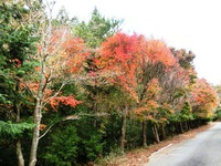 天竜スーパー林道の紅葉・黄葉