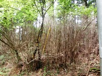 秋葉神社上社裏で枯れたスズタケ