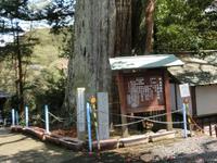 「下百古里の将軍杉」