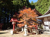 秋葉寺の紅葉
