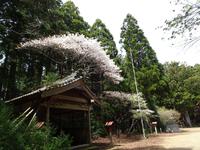 秋葉寺の桜