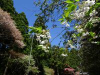 秋葉寺の桜