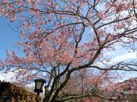 修善寺寒桜