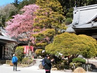 修善寺寒桜