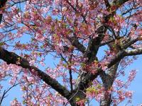 修善寺寒桜