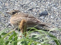 タヒバリ