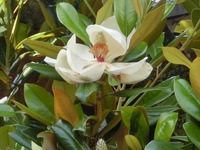 泰山木の花