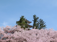 高遠城址公園の桜