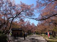 高遠城址公園の桜
