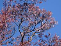 高遠城址公園の桜