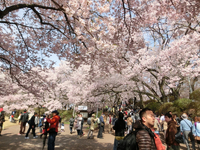 高遠城址公園の桜