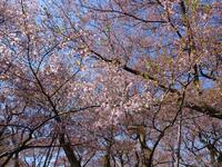 高遠城址公園の桜